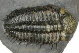 Super Spiny Drotops Armatus Trilobite - Morocco #381563-1